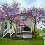 deck with umbrella and pink tree